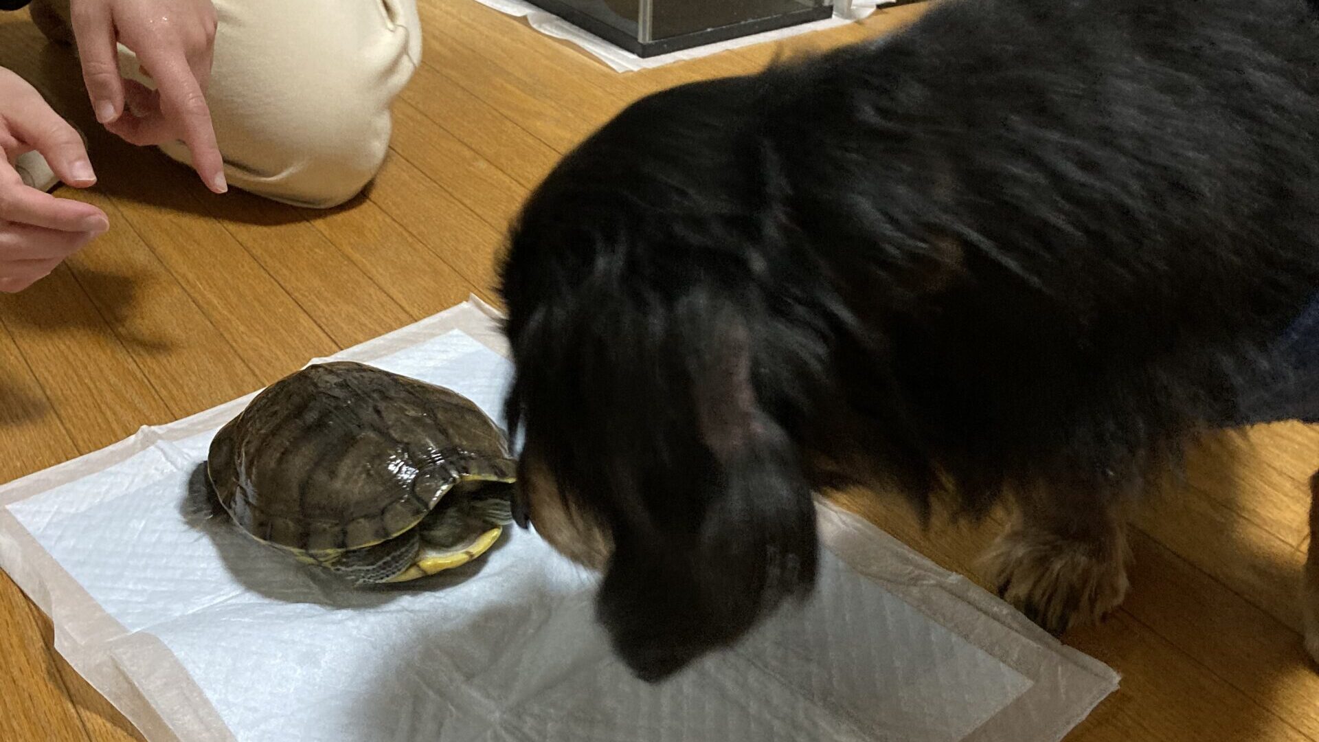 ダックスフンドが亀のそばに寄り添っている写真
